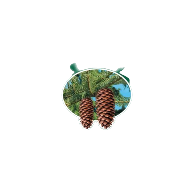 ������������ ������ Royal Pine ����������� ����� Little Trees