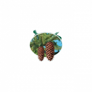 ������������ ������ Royal Pine ����������� ����� Little Trees